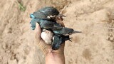 I Saved 7 Baby Kingfishers! Too Much to Feed!