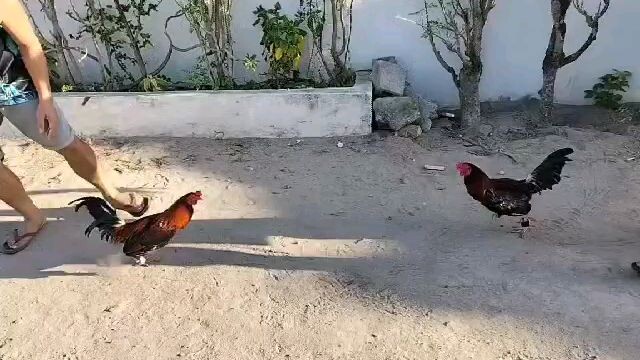 7 months old Sparring