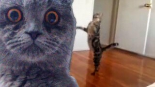 Epic Funny Cats - การรวบรวมส่วนที่สอง The Cat Strikes Back!