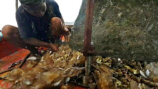 Ngư Dân Lần Đầu Tiên Bắt Gặp Nhiều Sinh Vật Biển KỲ LẠ Trong Lúc Đánh Bắt Cá !