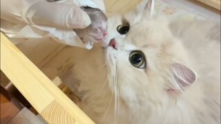Sejak saat itu, Xiaoxiao punya kelemahan, tapi juga punya perisai ❤️