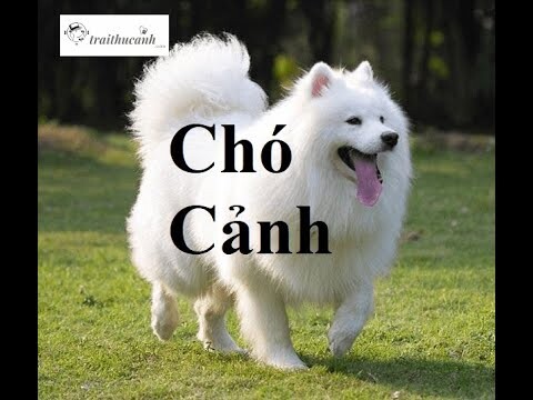 Chó Cảnh, Tiếng Chó sủa. Dog Scene, The Sound of Dog barking.