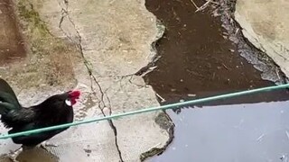 A head-on clash between a mouse and a chicken—seems fierce and ferocious at first, but the ending...