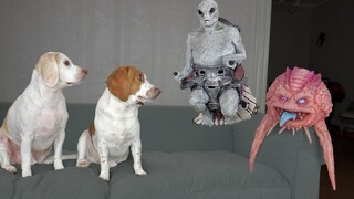 Dogs vs Aliens แกล้งแกล้งกัน! สุนัขตลก Maymo และ Pot Pie Steal Alien UFO