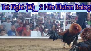 1st Fight (W)_ 2 Hits Ulutan Balagtas 《Mas maganda patama ng manok namin》✅️