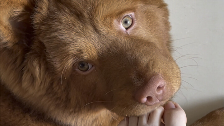 Doctor: This dog will be washing people’s feet when it grows up.