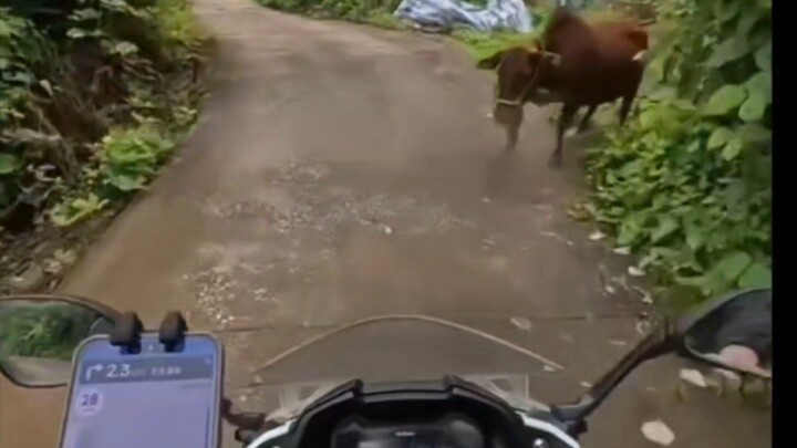 cầm baiajn đi tìm ad thì bị toro gank