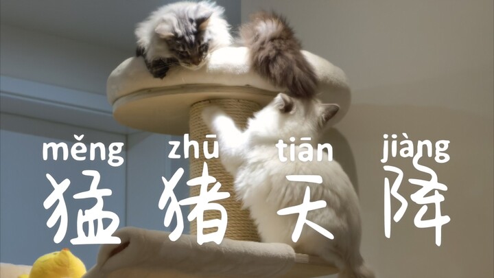 Chú heo bông nhỏ từ trên trời rơi xuống! Maine nhìn mà sững sờ!