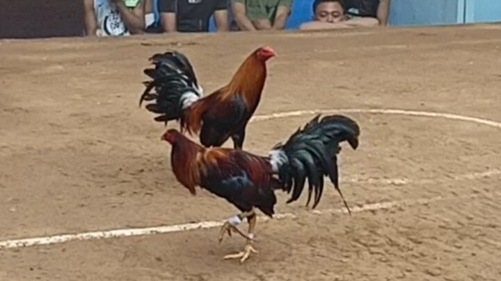 San Mateo Arena (Win)