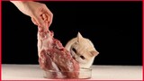 Kitten Eating Beef Legs / Cat Mukbang.