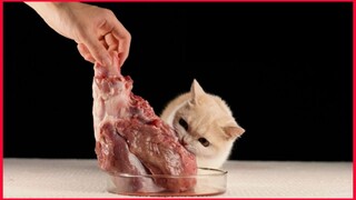 Kitten Eating Beef Legs / Cat Mukbang.