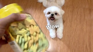 How My Shih Tzu Dog Reacts On Getting His Treats