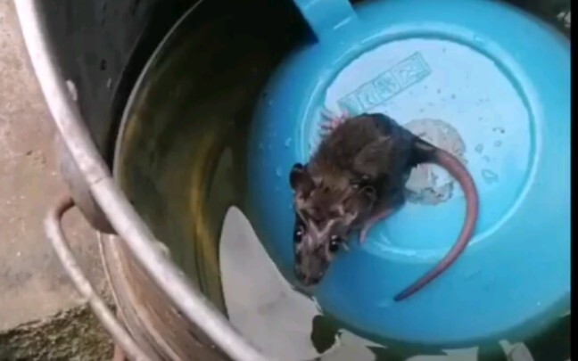 Immersive torment of the little mice