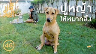 VLOG ปูหญ้า ให้หมากลิ้ง - มหึหมา EP46