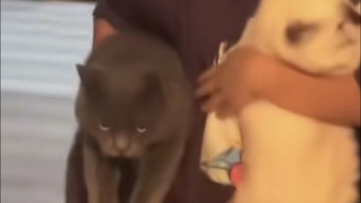 Gempa bumi! Si anak langsung lari sambil memeluk kucing, dan si kucing berkata: “Di kehidupan beriku