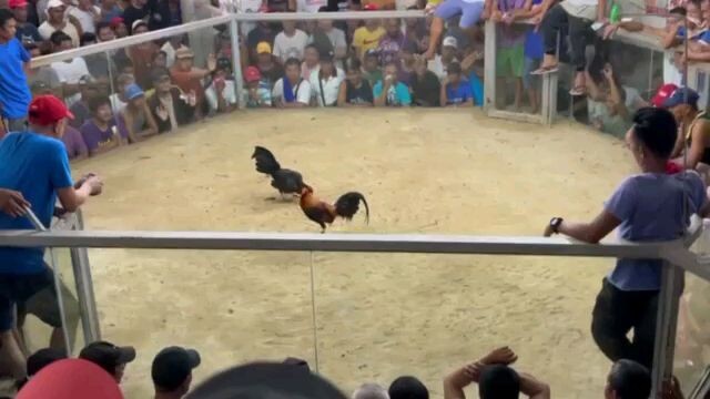 Sierra Roundhead cross Gilmore Hatch