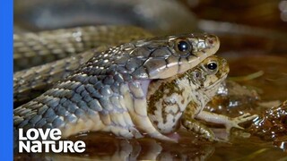 Poisonous Frog Fends Off Snake With Its Toxins