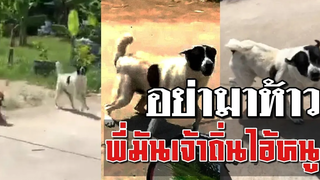 อย่ามาห้าวพี่มันเจ้าถิ่นไอ้หนู.!!  ไล่มาไล่กลับไม่โกง(ขออภัยคลิปเก่าเล่าใหม่แก้ไขตามกฎ ดูแล้วผ่าน)