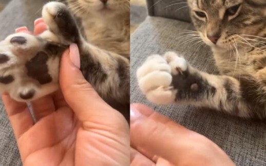 Sang majikan mencubit cakar kucing, si kucing pun mengepalkan cakarnya. Kucing: Kamu mau belajar jur
