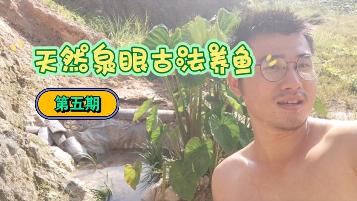 Natural Spring Fish Farming, Ancient Method, Episode 5: No. 1 Fish Pond Makes Its Official Comeback!