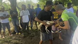 Special fight || Thessalonica Farm vs KAPITAN