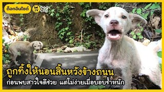 ถูกทิ้งให้นอนสิ้นหวังข้างถนน ก่อนพบสาวใจดีช่วย แต่ไม่ง่ายเมื่อบอบช้ำหนัก | Dog's Clip
