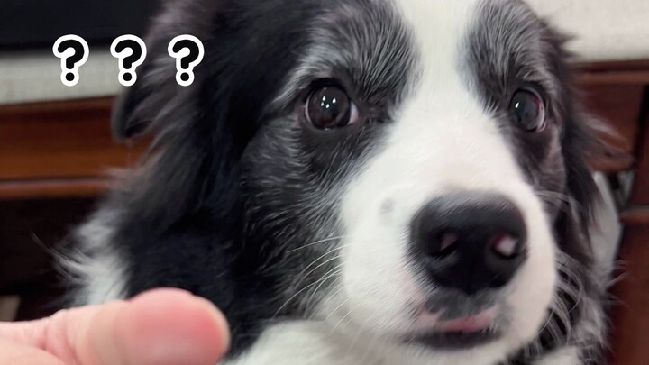 Apakah border collie bisa belajar menunda kepuasan?