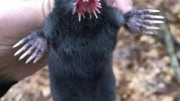 Xe đào dễ thương, chuột chũi đào hang nhanh đến mức nào?