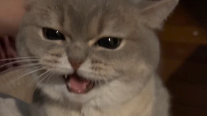 ฉันไม่น่าดุลูกแมวเลย ฉันเป็นแม่ที่แย่มาก!