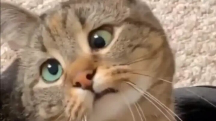 Be a cat, be a cat that cannot be defined!!! 6.0