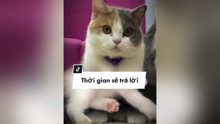 Mẹ em thích mấy trend before after lắm 😆🥹 cat meo trending