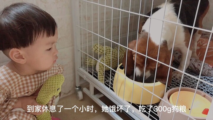Kalian penasaran bagaimana Raja Beagle keluarga kami datang ke rumah kami? Begini ceritanya