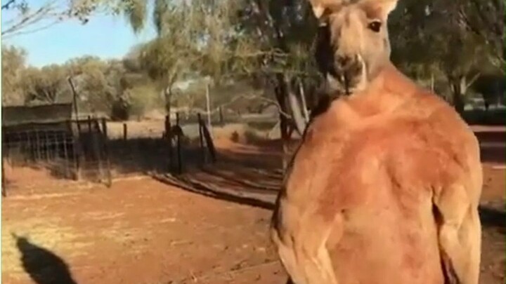 Kanguru: Tidak ada yang membela saya?