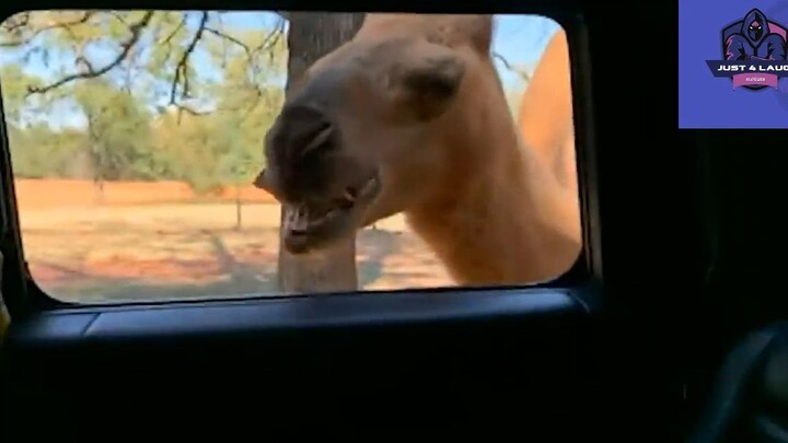 Cười mỗi ngày cùng tôi ! #videohaihuoc