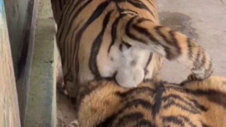 ซีซี: ของสองอย่างนั่นมันก็อึดอัดจนรู้สึกไม่สบายเลย