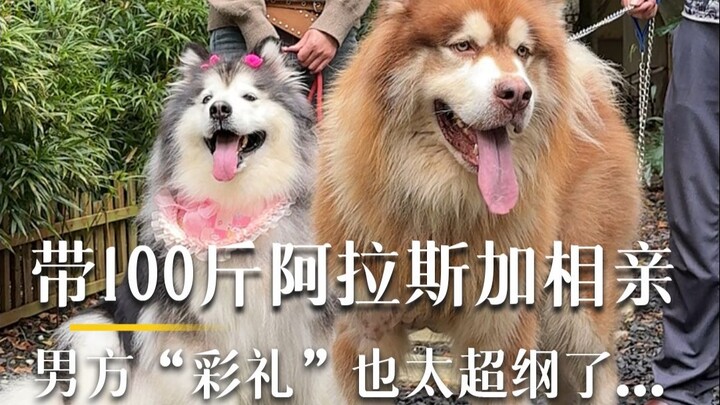 Phần tiếp theo của buổi mai mối cùng chú Alaska siêu dễ thương đã lên sóng rồi