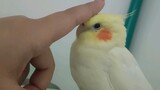 Animal|Try to Make a Parrot Get Angry