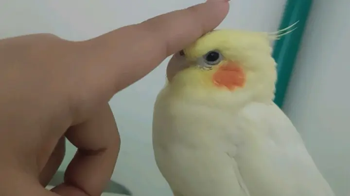 激怒一只想被摸头的腮红鸡需要多久 Bilibili