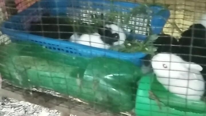 my cute bunny