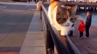 Some cats turn the wrong way while walking...