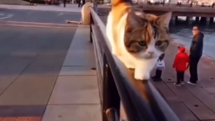 Some cats turn the wrong way while walking...
