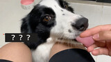 What'll happen when a Border Collie lick you and you grasp its tongue?