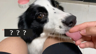 Bắt lấy lưỡi Collie khi nó liếm bạn sẽ xảy ra chuyện gì?