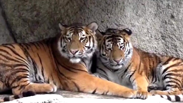 The tiger siblings are very close, grooming each other’s fur, and later the brother can’t help but g