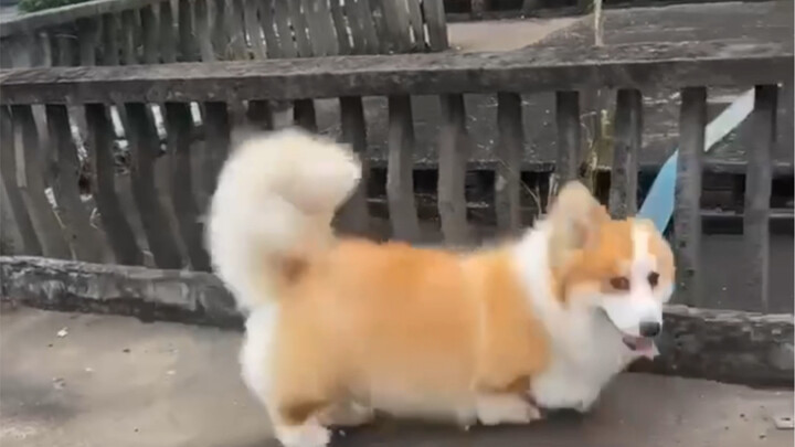 ลูกคอร์กี้ขนยาวไม่ตัดหางอายุหนึ่งขวบแล้ว น่ารักสุดๆ ไปเลย! ทุกคนคิดว่าปัจจุบันยังจำเป็นต้องตัดหางคอร