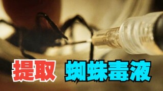 How much venom can be extracted from a single spider?