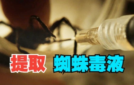 How much venom can be extracted from a single spider?