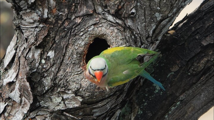 Nest Cleaning duties for PARAKEET Parents!😁