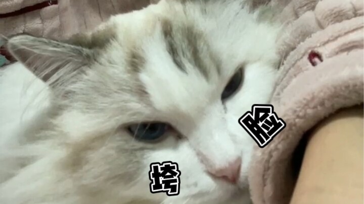 นี่มันจะเรียกว่าแช่เท้าได้ยังไง ก็เหมือนต้มแมวชัดๆ