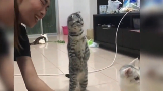 Khi các Boss tấu hài cùng Sen P.42